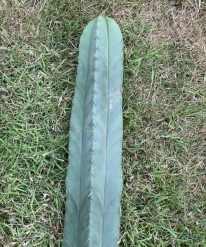 Trichocereus Scopulicola 84Cm 5