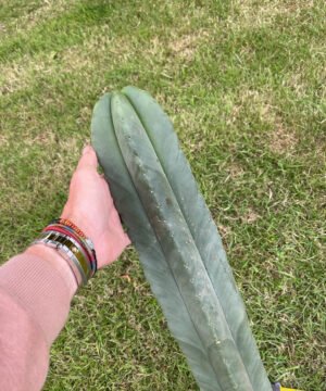 Trichocereus Scopulicola 84Cm 6