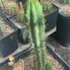 Bridgesii Ss02 X Pachanoi Juuls Giant 01 2