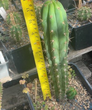 Bridgesii Ss02 X Pachanoi Juuls Giant 01 3