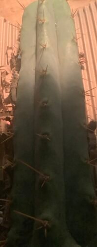 Tr. Bridgesii &Quot;Eileen&Quot; Cuts Photo Review