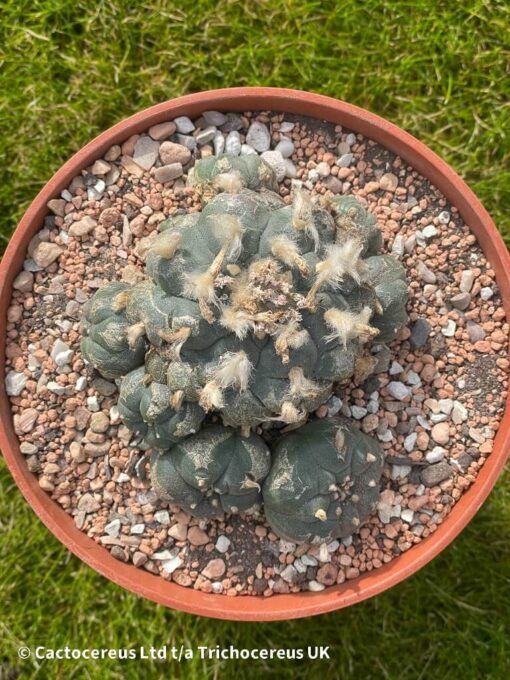 Lophophora Williamsii 01