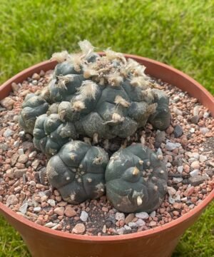 Lophophora Williamsii 02