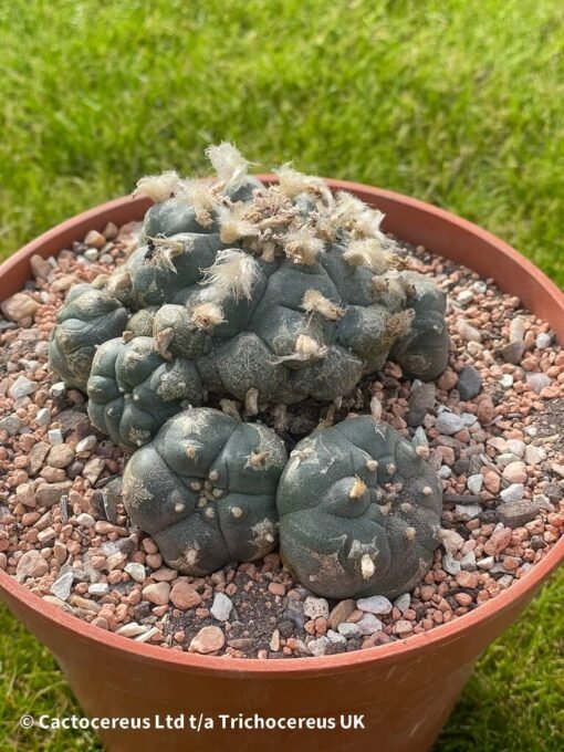 Lophophora Williamsii 02