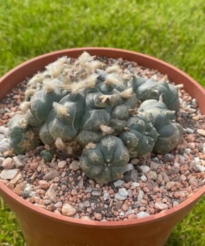 Lophophora Williamsii 03