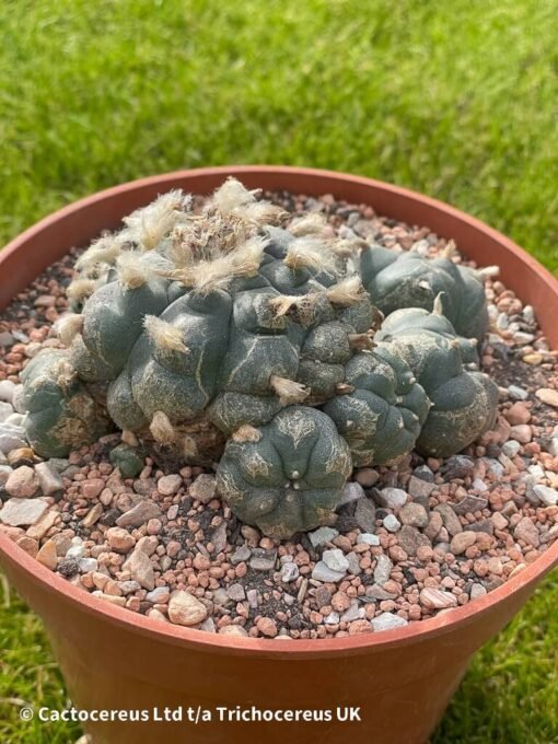 Lophophora Williamsii 03