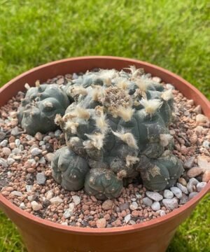 Lophophora Williamsii 04