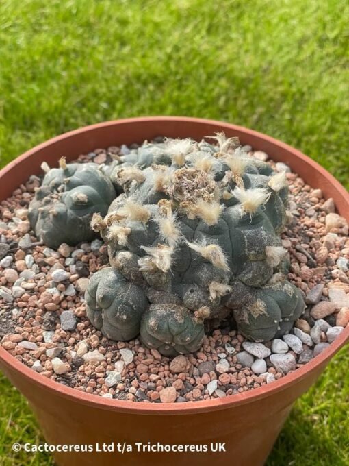 Lophophora Williamsii 04