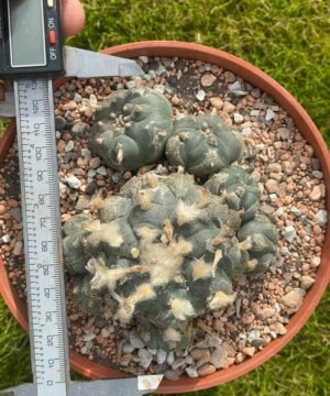 Lophophora Williamsii 05