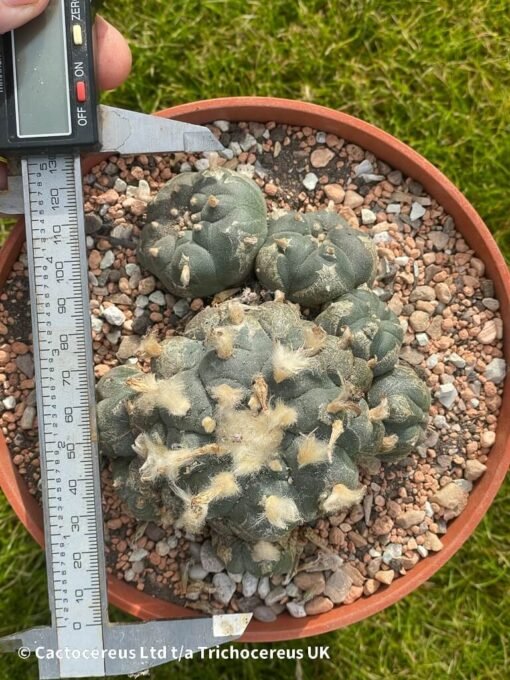 Lophophora Williamsii 05