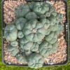 Lophophora Williamsii 06