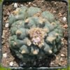 Lophophora Williamsii 11