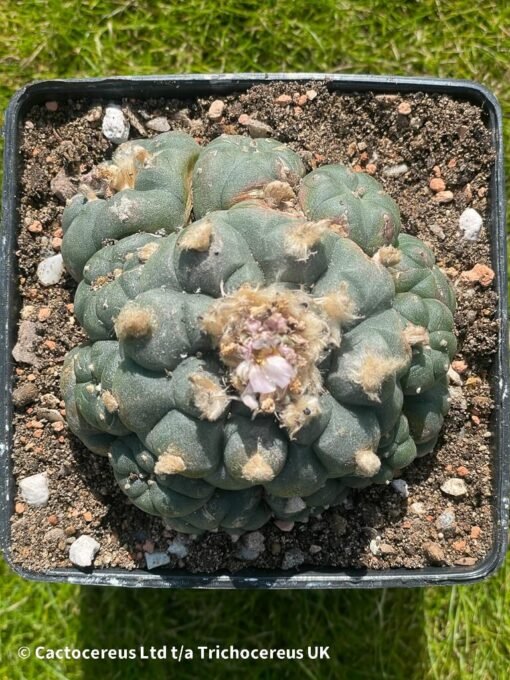 Lophophora Williamsii (Peyote) - 9Cm - The Thing