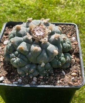 Lophophora Williamsii 12