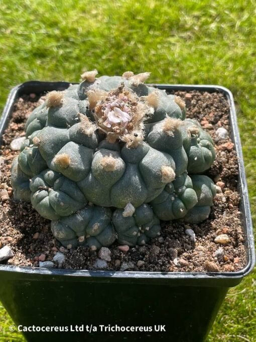 Lophophora Williamsii (Peyote) - 9Cm - The Thing - Image 4