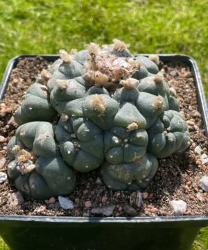 Lophophora Williamsii 13