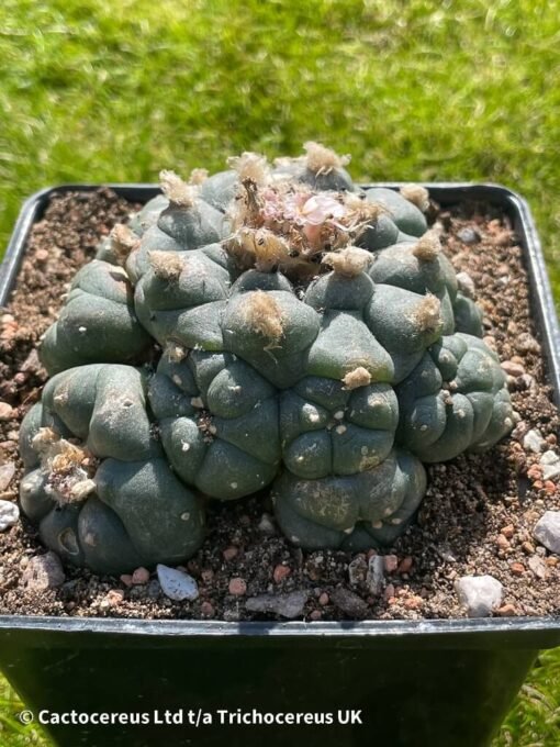 Lophophora Williamsii (Peyote) - 9Cm - The Thing - Image 5