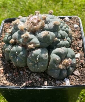 Lophophora Williamsii 14