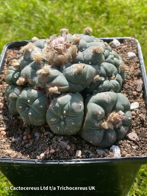 Lophophora Williamsii (Peyote) - 9Cm - The Thing - Image 6