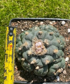 Lophophora Williamsii 15