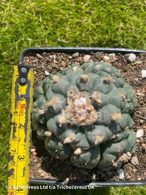 Lophophora Williamsii (Peyote) - 9Cm - The Thing - Image 2