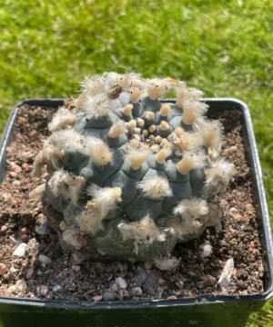 Lophophora Williamsii 16