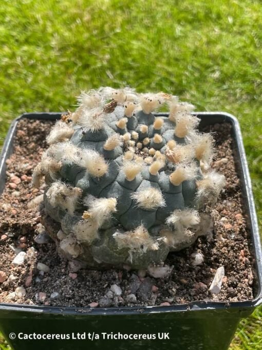 Lophophora Williamsii - 9Cm - The Double - Image 2