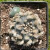 Lophophora Williamsii 17