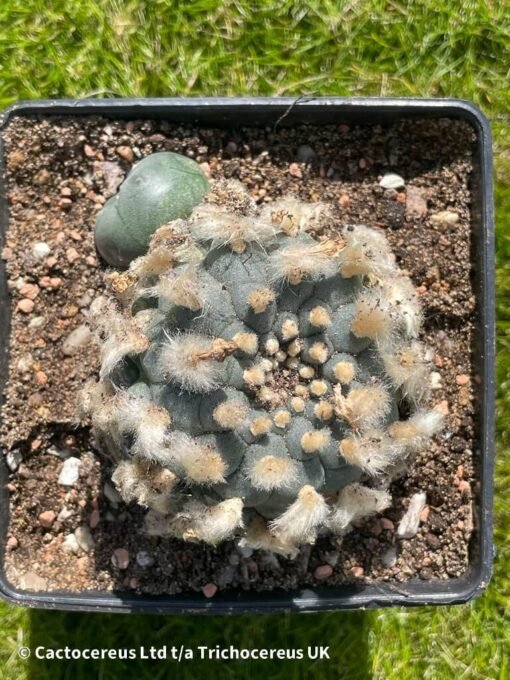 Lophophora Williamsii - 9Cm - The Double