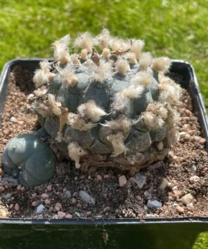 Lophophora Williamsii 18