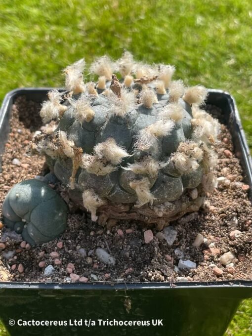 Lophophora Williamsii - 9Cm - The Double - Image 3