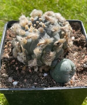 Lophophora Williamsii 19