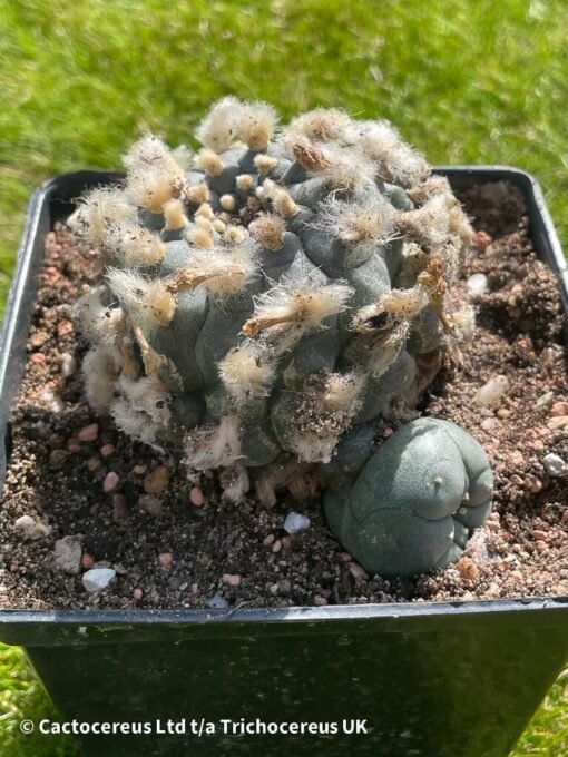 Lophophora Williamsii - 9Cm - The Double - Image 4