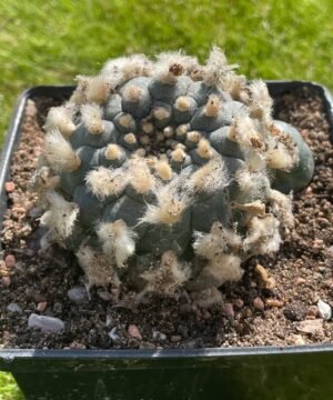 Lophophora Williamsii 20