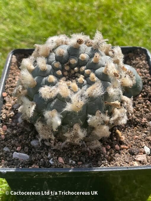 Lophophora Williamsii - 9Cm - The Double - Image 5