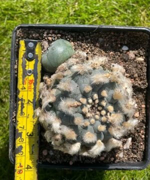 Lophophora Williamsii 21