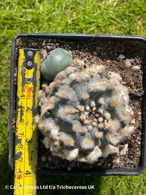 Lophophora Williamsii - 9Cm - The Double - Image 6