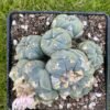 Lophophora Williamsii 22