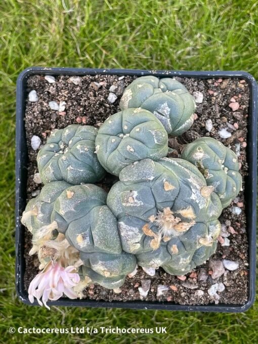 Lophophora Williamsii Var Caespitosa (Peyote) - 10Cm - Magestic