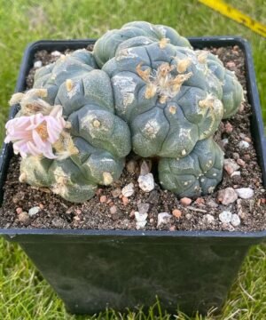 Lophophora Williamsii 23