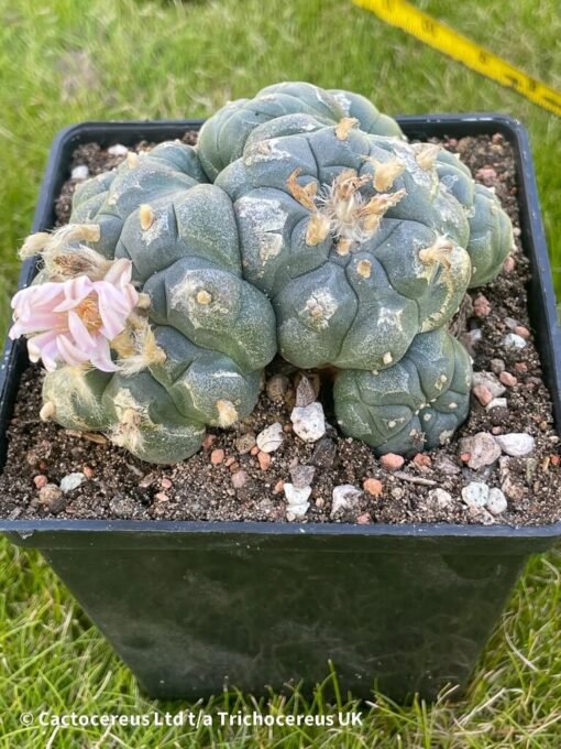 Lophophora Williamsii Var Caespitosa (Peyote) - 10Cm - Magestic - Image 2