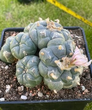 Lophophora Williamsii 24