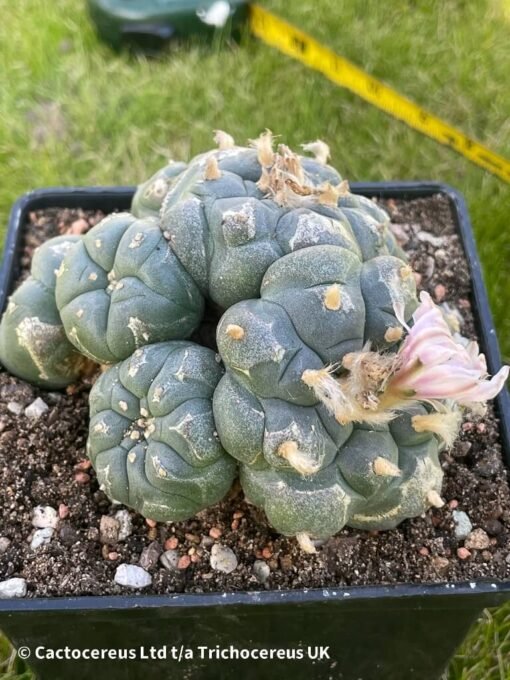 Lophophora Williamsii Var Caespitosa (Peyote) - 10Cm - Magestic - Image 3