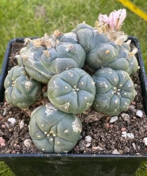 Lophophora Williamsii 25