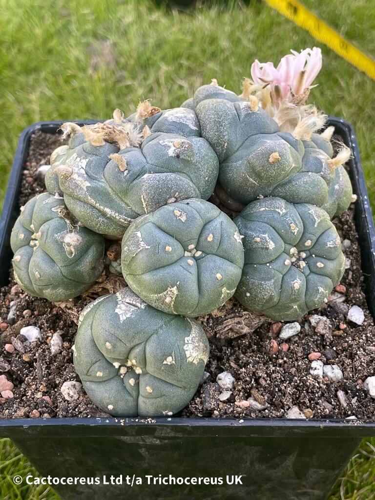 サボテン peyote Lophophora williamsii Rare Lophophora Williamsii huizache 6-7 cm 10 years old seed