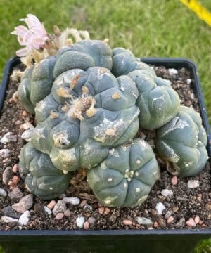 Lophophora Williamsii 26