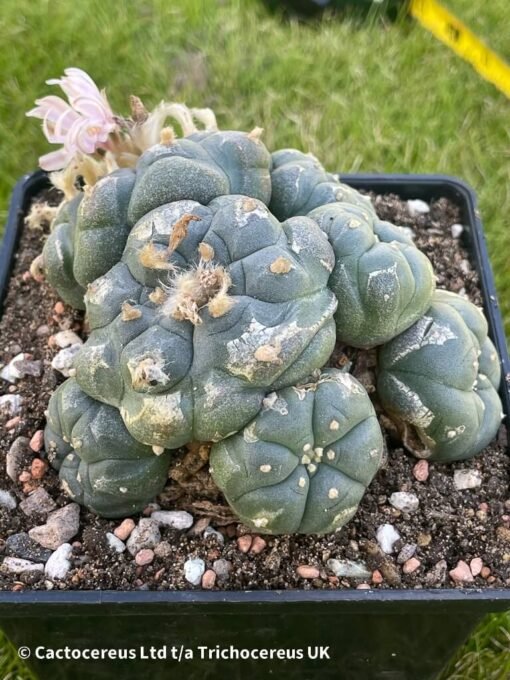 Lophophora Williamsii Var Caespitosa (Peyote) - 10Cm - Magestic - Image 5