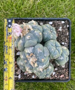 Lophophora Williamsii 27