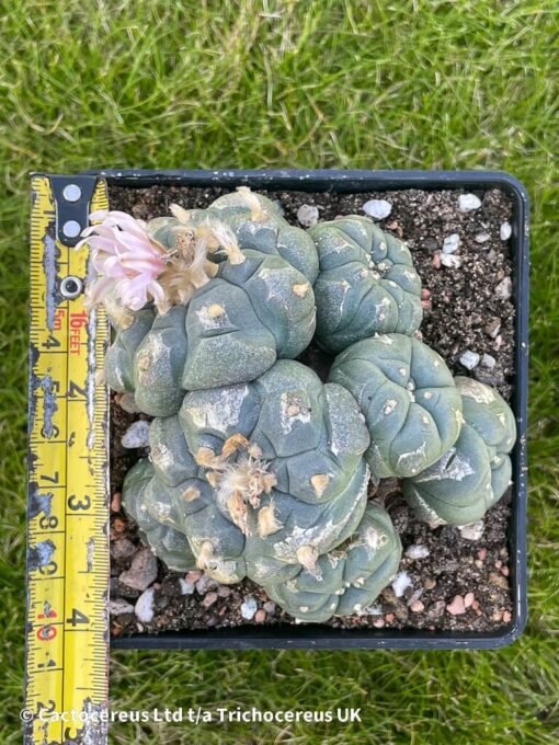 Lophophora Williamsii Var Caespitosa (Peyote) - 10Cm - Magestic - Image 6