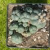 Lophophora Williamsii 28